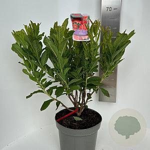Rhododendron (AK) 'Satan' 30-40 cm 5,0L