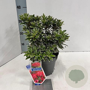 Rhododendron (AJ) 'Silver Sword' 20-25 cm 3,0L