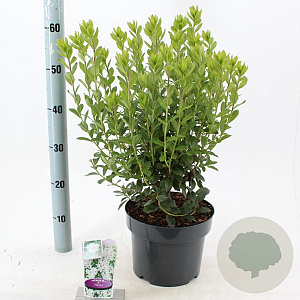 Rhododendron viscosum 30-40 cm 5,0L