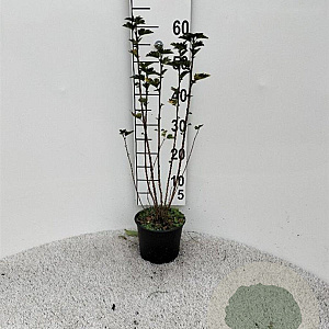 Ribes alpinum 'Schmidt' 30-40 cm 2,0L