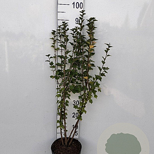 Ribes alpinum 'Schmidt' 80-100 cm 5,0L
