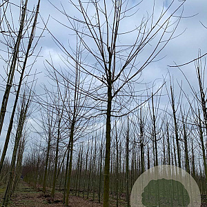 Robinia marg. 'Pink Cascade' 30-35 HO draadkluit 250 cm stam
