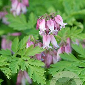 Dicentra formosa GM P9