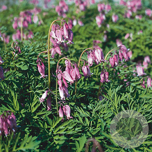 Dicentra formosa GM P9