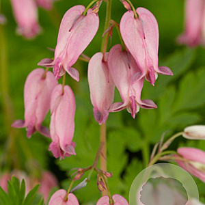 Dicentra formosa GM P9
