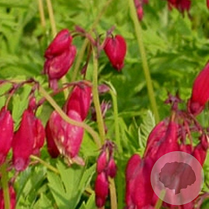 Dicentra formosa 'Bacchanal' GM P9