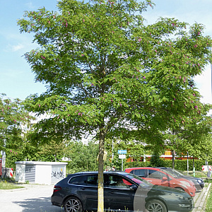 Robinia ps. 'Sandraudiga' 12-14 HO draadkluit