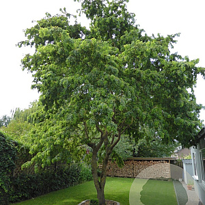 Robinia ps. 'Tortuosa' 20-25 HO draadkluit