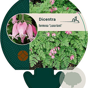 Dicentra formosa 'Luxuriant' GM P9