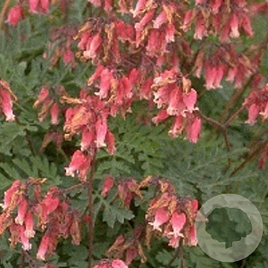 Dicentra formosa 'Luxuriant' GM P9