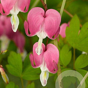 Dicentra spectabilis GM P9
