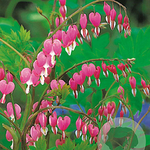 Dicentra spectabilis GM P9