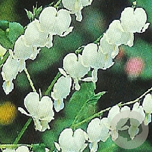 Dicentra spectabilis 'Alba' GM P9