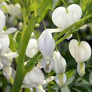 Dicentra spectabilis 'Alba' GM P9