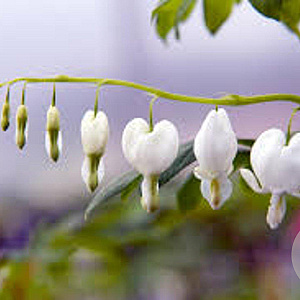 Dicentra spectabilis 'Alba' GM P9
