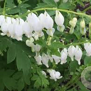 Dicentra spectabilis 'Alba' GM P9