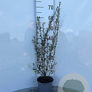 Salix repens 60-80 cm 2,0L