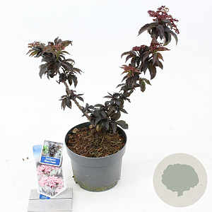 Sambucus nigra Black Tower 25-30 cm 2,0L