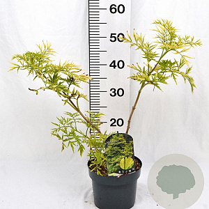 Sambucus nigra Golden Tower 30-40 cm 3,0L