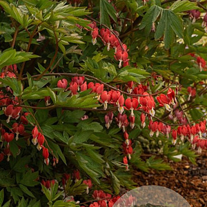 Dicentra spectabilis Valentine GM P9