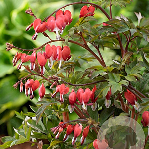 Dicentra spectabilis Valentine GM P9