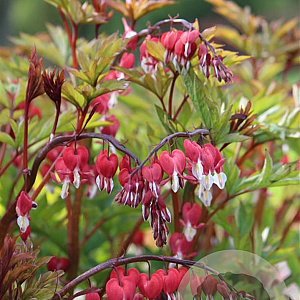 Dicentra spectabilis Valentine GM P9