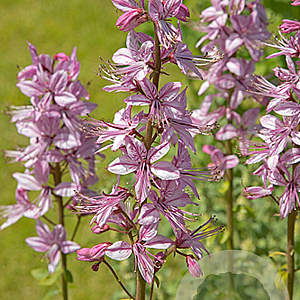 Dictamnus albus GM P9