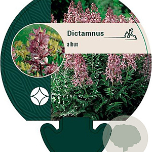 Dictamnus albus GM P9