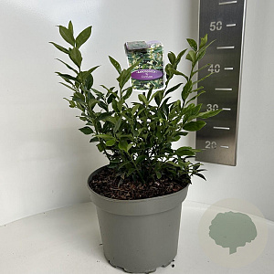 Sarcococca confusa 25-30 cm 5,0L