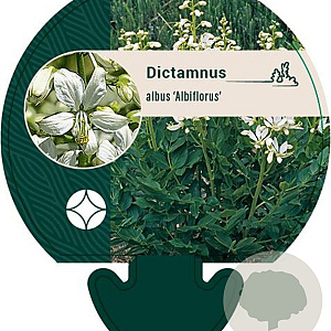 Dictamnus albus 'Albiflorus' GM P9