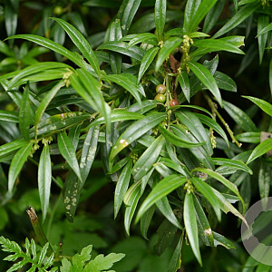 Sarcococca saligna 20-25 cm 2,0L