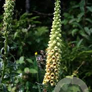 Digitalis ferr. 'Gigantea' GM P9