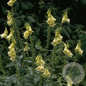 Digitalis grandiflora GM P9
