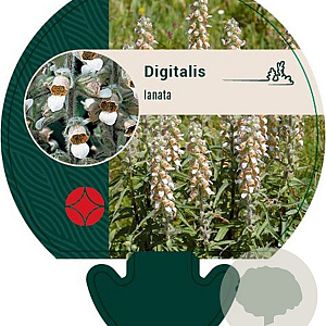 Digitalis lanata GM P9