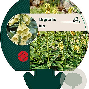 Digitalis lutea GM P9