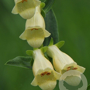 Digitalis lutea GM P9