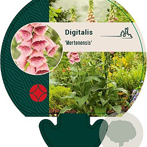 Digitalis 'Mertonensis' GM P9