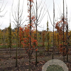 Sorbus 'Flanrock' 10-12 HO draadkluit