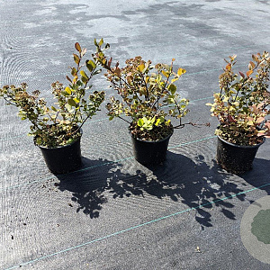 Spiraea betulifolia 'Tor' 10-15 cm C1.3