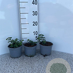 Spiraea betulifolia 'Tor' plantgoed C1.3