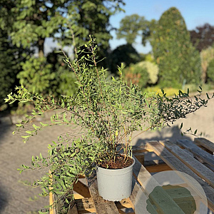 Spiraea cinerea 'Grefsheim' 40-60 cm 2,0L