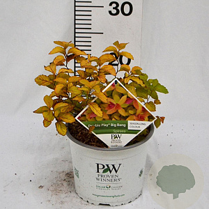 Spiraea Double Play Big Bang 30-40 cm 3,0L