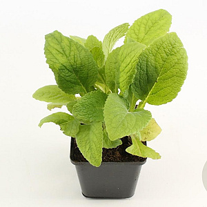 Digitalis purp. 'Gloxiniiflora' GM P9