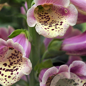 Digitalis purp. 'Gloxiniiflora' GM P9