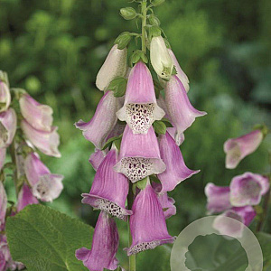 Digitalis purp. 'Gloxiniiflora' GM P9