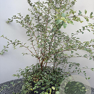 Spiraea vanhouttei 80-100 cm 5,0L