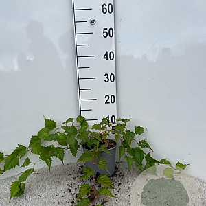 Stephanandra tanakae 40-60 cm 2,0L