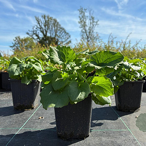 Doronicum orientale GM P9
