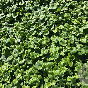 Doronicum orientale GM P9
