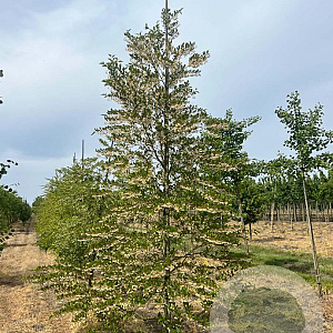 Styrax japonicus 12-14 HO draadkluit